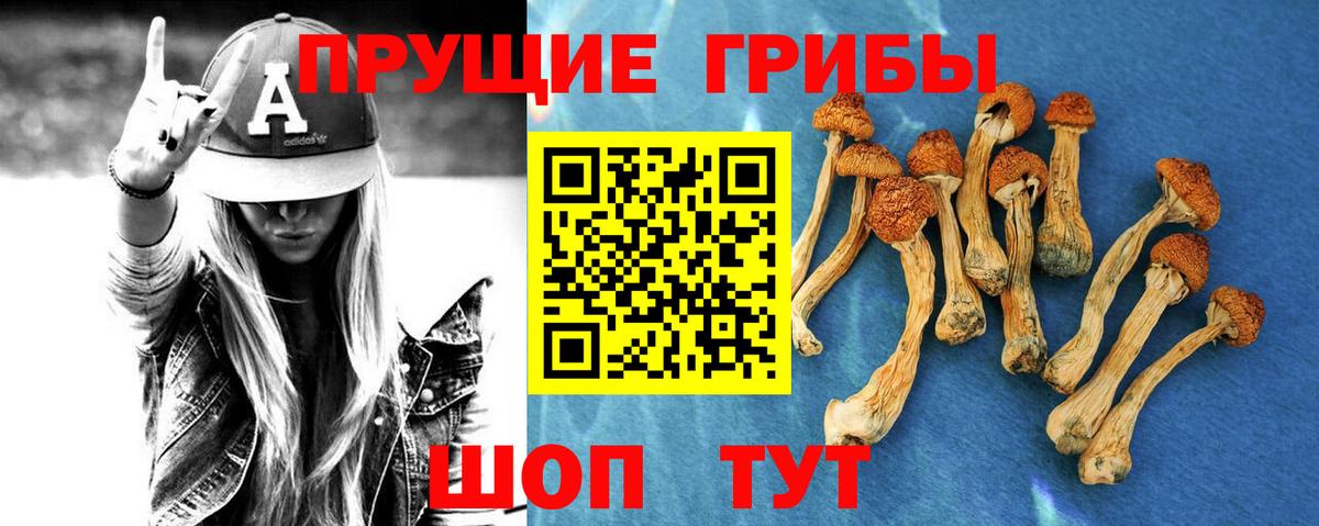 купить наркоту  Вход с VPN  Курск  Галлюциногенные грибы MAGIC MUSHROOMS  Псилоцибиновые грибы прущие грибы 